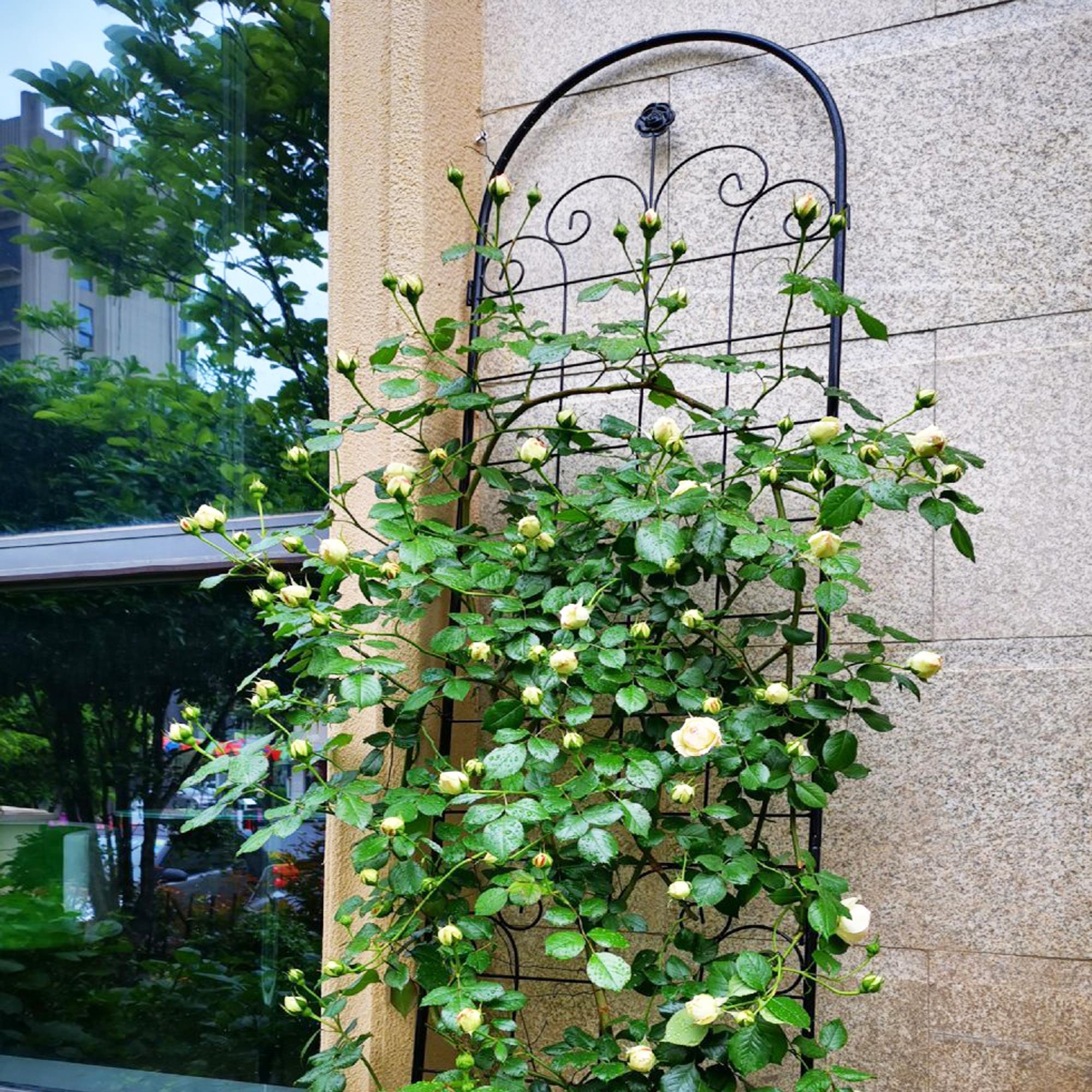 Durable Metal Garden Trellis for Climbing Plants in Your Outdoor Space - Image 4